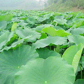 15vnt Aukštos kokybės grynos natūralios džiovinto džiovinti lotus lapų 18-30cm Žalias spalva