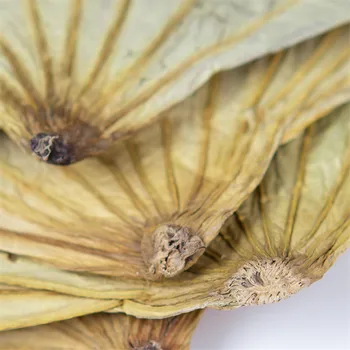 15vnt Aukštos kokybės grynos natūralios džiovinto džiovinti lotus lapų 18-30cm Žalias spalva