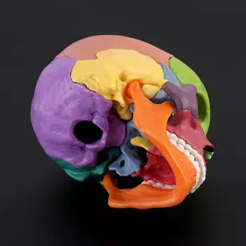 15vnt/set 4D Išardyta Spalvos, Kaukolės Anatomijos Modelis, Nuimamas Medicinos Mokymo Priemonė