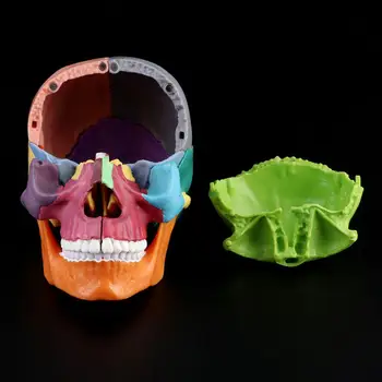 15vnt/set 4D Išardyta Spalvos, Kaukolės Anatomijos Modelis, Nuimamas Medicinos Mokymo Priemonė