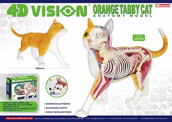 4D gyvūnų modelio, juodos ir baltos spalvos katė oranžinė katė modelis organų anatomija asamblėjos modelio apdailos medicinos mokymo priemonių