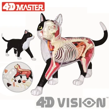 4D gyvūnų modelio, juodos ir baltos spalvos katė oranžinė katė modelis organų anatomija asamblėjos modelio apdailos medicinos mokymo priemonių