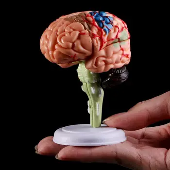4D Išardyta dėl Anatominių Žmogaus Smegenų Modelis Anatomija Medicinos Mokymo Priemonė Statulos, Skulptūros Medicinos Mokyklos Naudoti