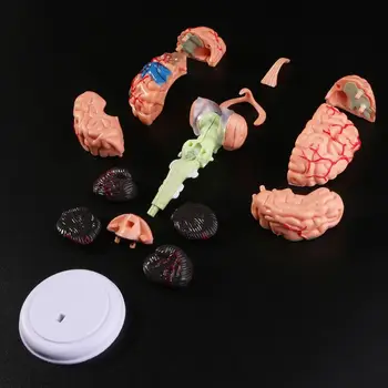 4D Išardyta dėl Anatominių Žmogaus Smegenų Modelis Anatomija Medicinos Mokymo Priemonė Statulos, Skulptūros Medicinos Mokyklos Naudoti