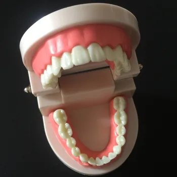 Dantų lab Dantų Modelį, balti dantys, dantų Protezų rodo, odontologia stomatologas laboratorinė įranga, Modelį 02