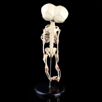 Žmogaus Kūdikiui Deformuojasi Galva Kaukolės mokslinių Tyrimų Modelį, Skeleto Anatomijos Smegenų Anatomija 95AF