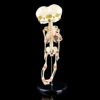 Žmogaus Kūdikiui Deformuojasi Galva Kaukolės mokslinių Tyrimų Modelį, Skeleto Anatomijos Smegenų Anatomija 95AF