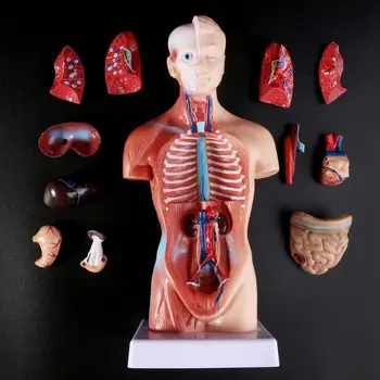 Žmogaus Liemens, Kūno Anatomijos Modelis Anatomijos Medicinos Vidaus Organų Mokymo