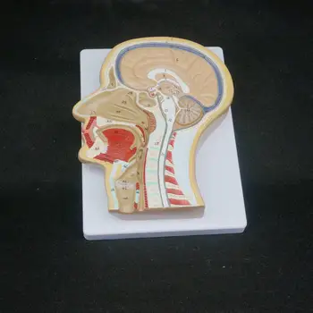 Žmogaus Vidurinės Skyriaus Vadovas Anatomijos Modelis Medicinos Skeleto Anatomiją Skaitmeninių Mokymo Išteklių Identifikavimas