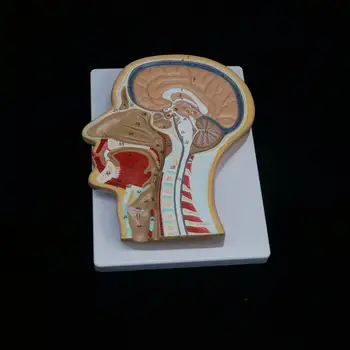 Žmogaus Vidurinės Skyriaus Vadovas Anatomijos Modelis Medicinos Skeleto Anatomiją Skaitmeninių Mokymo Išteklių Identifikavimas